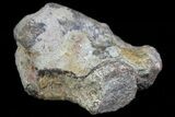 Dimetrodon Carpal Bone - Texas Red Beds #69414-2
